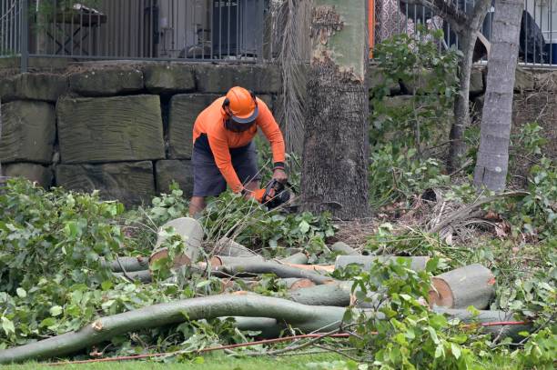 Bull Run, VA Tree Care  Company